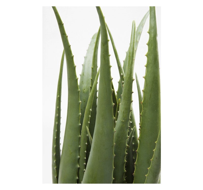 KARE roślina dekoracyjna ALOE 69 cm